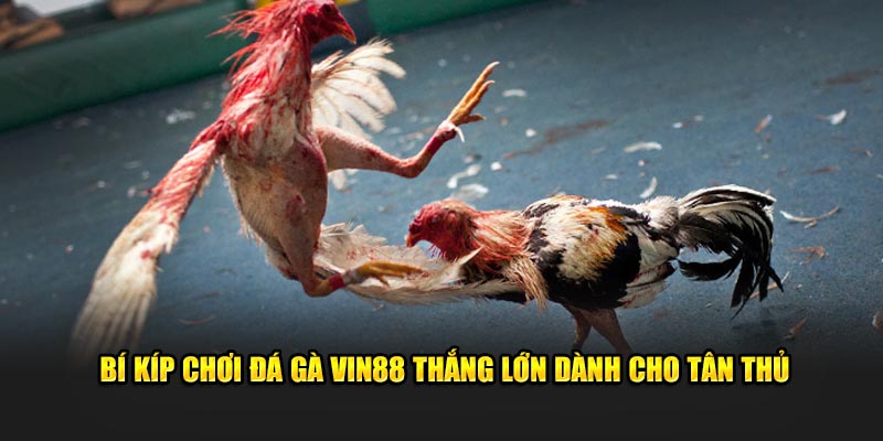 Bí kíp chơi đá gà VIN88 thắng lớn dành cho tân thủ