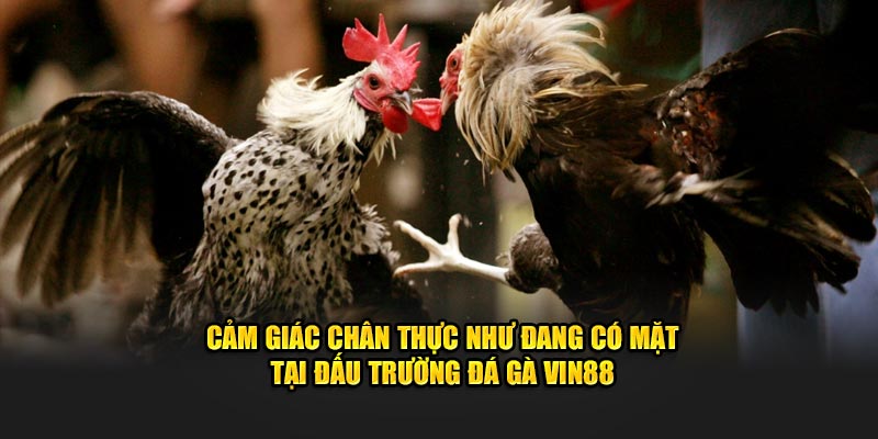 Cảm giác chân thực như đang có mặt tại đấu trường đá gà VIN88