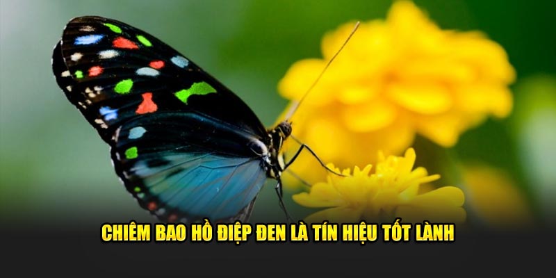 Chiêm bao hồ điệp đen là tín hiệu tốt lành 