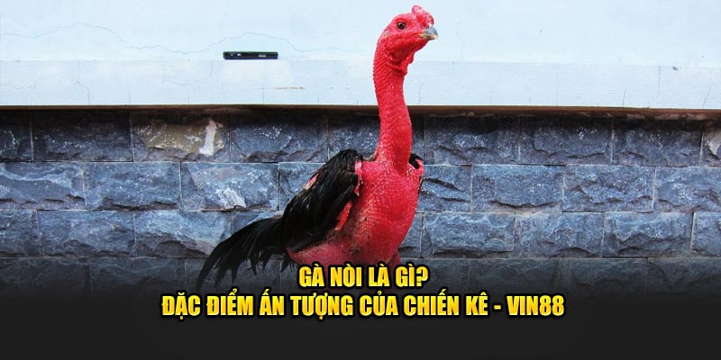 Gà Nòi Là Gì? Đặc Điểm Ấn Tượng Của Chiến Kê - Vin88