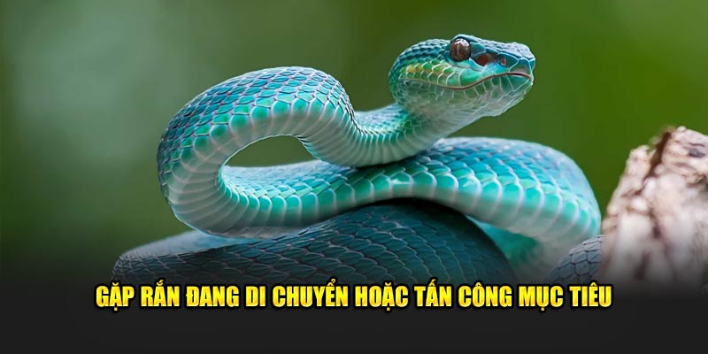 Gặp rắn đang di chuyển hoặc tấn công mục tiêu 