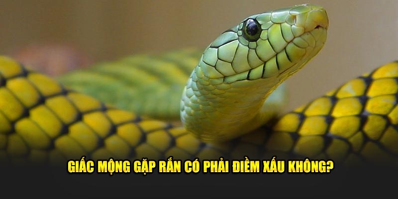 Giấc mộng gặp rắn có phải điềm xấu không?