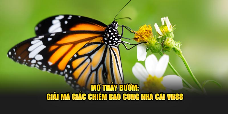 Mông đàn hồ điệp cho thấy bản thân sắp sửa có nhiều mối quan hệ mới