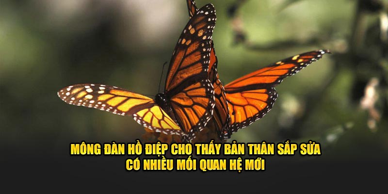 Mông đàn hồ điệp cho thấy bản thân sắp sửa có nhiều mối quan hệ mới