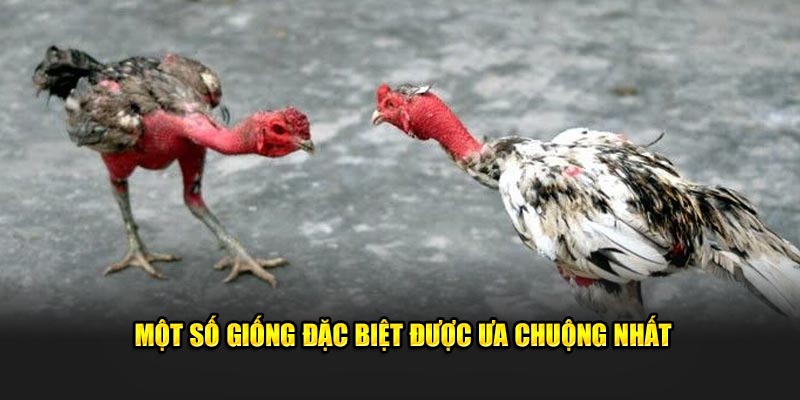 Một số giống đặc biệt được ưa chuộng nhất