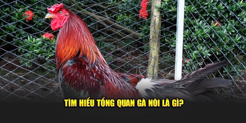 Tìm hiểu tổng quan gà nòi là gì?