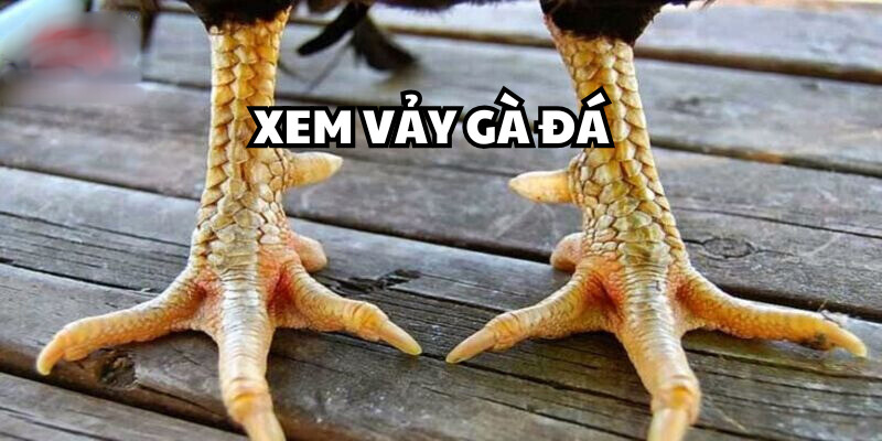 Ý nghĩa của việc xem vảy gà đá từ xa xưa