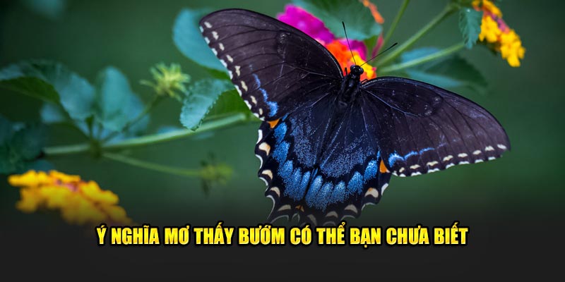 Ý nghĩa mơ thấy bướm có thể bạn chưa biết 