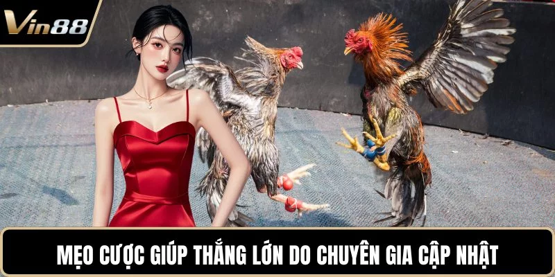 Mẹo cược giúp thắng lớn do chuyên gia cập nhật Mẹo cược giúp thắng lớn do chuyên gia cập nhật