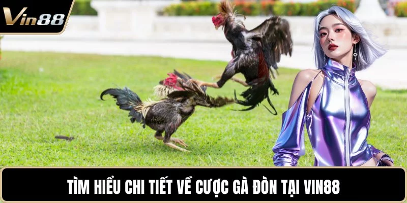 Tìm hiểu chi tiết về cược gà đòn tại VIN88 Tìm hiểu chi tiết về cược gà đòn tại VIN88